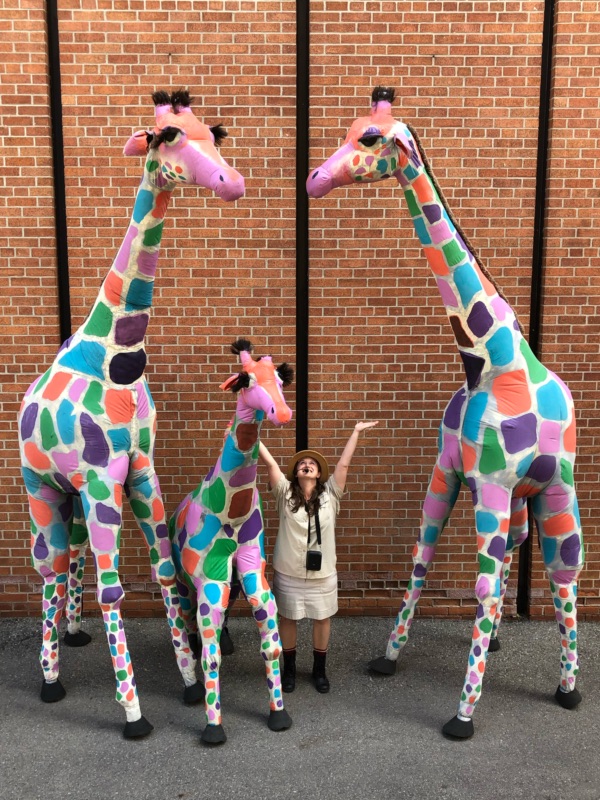 giraffes